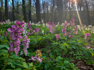 Obraz premium purple flowers in the forest