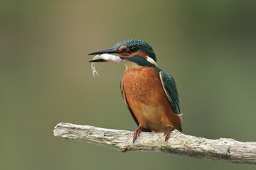 Common kingfisher Alcedo atthis bird songbird wildlife nature predator cock o the north, beautiful animal mountain finch, animal, bird watching ornithology, flower bud fauna wildlife Europe