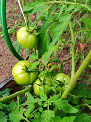 Fresh green tomatoes plant with fruits. green tomatoes on a branch