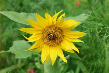 bee pollinating a yellow sunflower in the garden