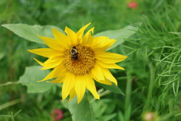 bee pollinating a yellow sunflower in the garden