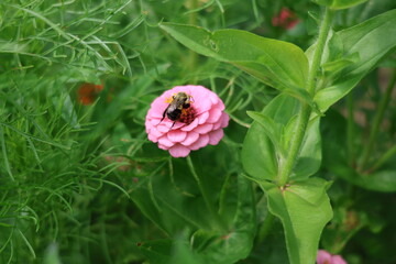 bee on the pink flower