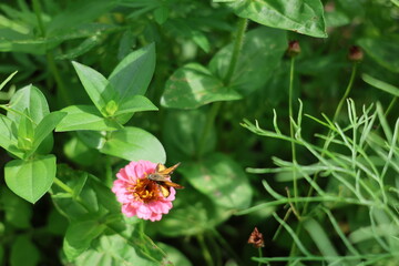 moth on a flower