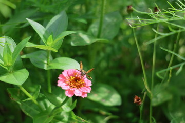 moth on the flower