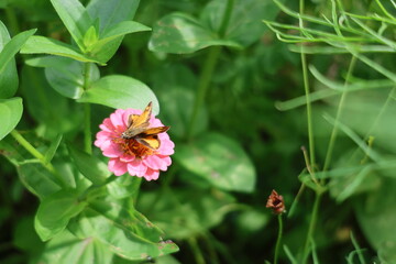 moth on the flower