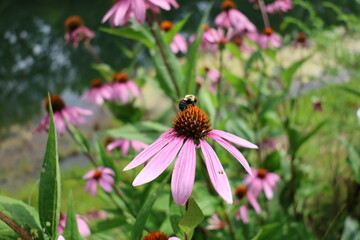 bee on a flower
