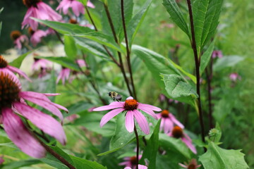 moth on the coneflower