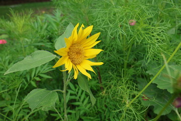 sunflower blooming in the garden