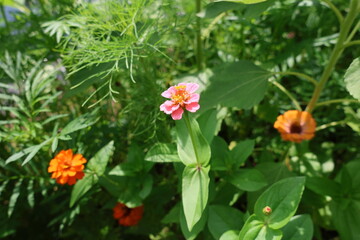 orange & pink flowers in the garden