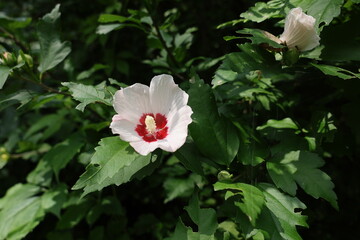 pink and white rose of Sharon