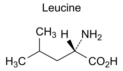 Chemical structure of leucine, drug substance