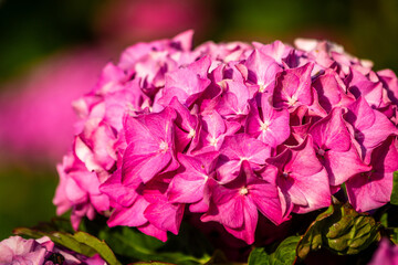 pink and white hidrangea