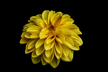 yellow dahlia flower isolated