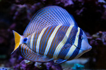 Pacific Sailfin Tang, Zebrasoma veliferum