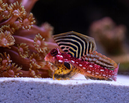 Flame Scooter Blenny Synchiropus sycorax 