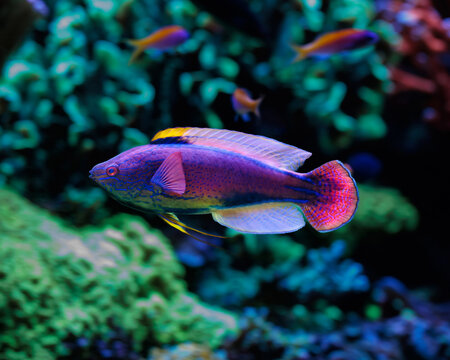 purple lined wrasse (Cirrhilabrus lineatus)