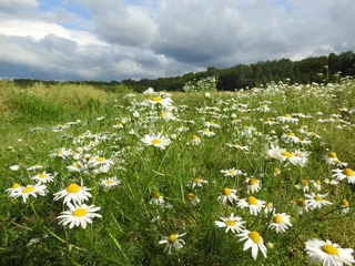 Selbstklebende Fototapeten Gänseblümchen meadow with daisies and cloudy sky  © Nick-Luhminski