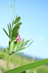 pink flower and blue sky