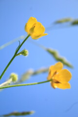 yellow flowers on blue sky background