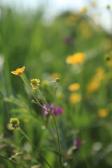 yellow flowers on green background