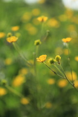 Obraz premium yellow flowers on green background