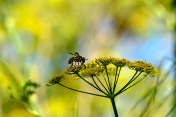 yellow jacket pollinating a flower