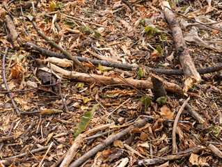 A pile of fallen leaves and twigs on the ground