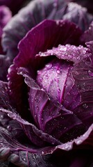 Fototapeta premium Fresh Purple Cabbage with Dew Drops Close-Up