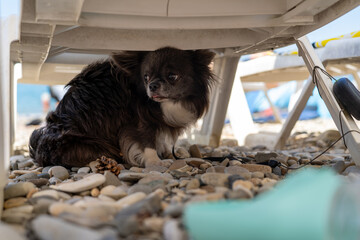 A small, shy long-haired dog with dark fur and white markings peeking out from under white plastic beach chair on sunny pebble beach, seeking shade and observing its surroundings