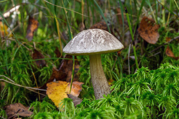 A mottled bolete mushroom (Leccinum variicolor) with a thick stem grows in lush green moss. Surrounded by autumn leaves in a marshy Estonian forest, the mushroom stands out in the soft morning light.