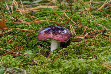 A beautiful Russula caerulea mushroom with a wet, glossy cap reflects soft evening light. Its vibrant violet-pink colors stand out against the green moss and pine needles of the forest floor.