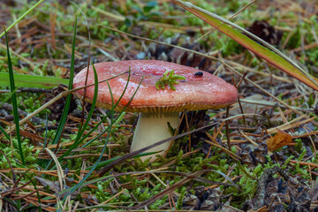 An open-cap Russula mushroom, wet and glossy after rain. Soft evening light highlights the red-pink cap, adorned with moss and an insect, nestled in grass and pine needles on the forest floor.