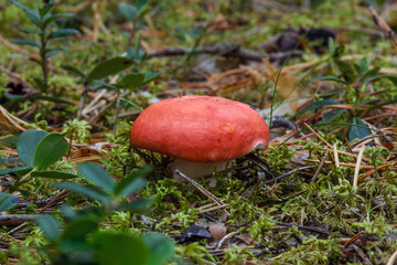 A vibrant red Russula nobilis mushroom with a water drop on its cap. It grows amidst green moss, pine needles, and lingonberry leaves, capturing the beautiful details of the forest floor after rain.