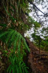 Close-Up of Green Fern Leaf in Forest