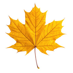 Fototapeta premium Golden yellow maple leaf isolated on transparent background