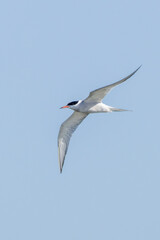 Common Tern (Sterna hirundo) in flight over Bull Island, Dublin – often found along coastal regions