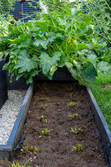 Vibrant zucchini plant thriving in dark wooden raised garden bed alongside freshly planted seedlings in fertile soil, surrounded by lush green backyard.