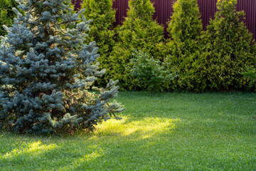 Vibrant green backyard garden with prominent blue spruce tree on lush lawn, bordered by dense row of evergreen conifers against dark fence, illuminated by dappled sunlight.