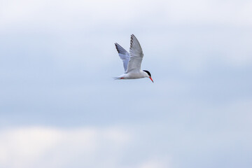 Common Tern (Sterna hirundo) in flight over Bull Island, Dublin – often found along coastal regions