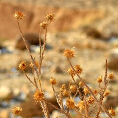 dry grass in the morning