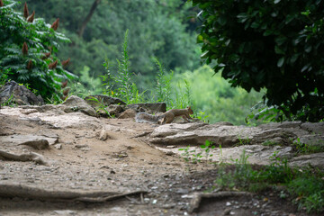 Squirrel running on rocks in a forest park