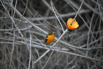 Baltimore Oriole Wild Bird Orange Fruit