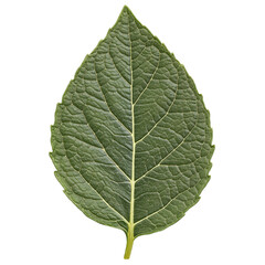 Obraz premium Fresh green mint leaf isolated on transparent background