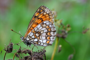 FARFALLA MONARCA 