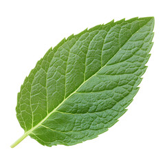 Obraz premium Fresh green mint leaf isolated on transparent background