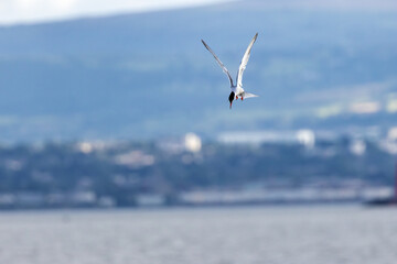 Common Tern (Sterna hirundo) in flight over Bull Island, Dublin – often found along coastal regions