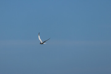 Common Tern (Sterna hirundo) in flight over Bull Island, Dublin – often found along coastal regions