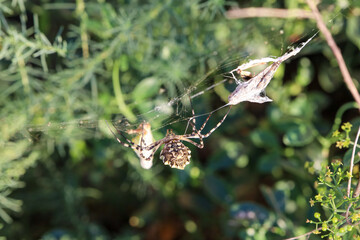 spider on a web