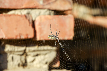 Аrgiope lobata spider on a web 