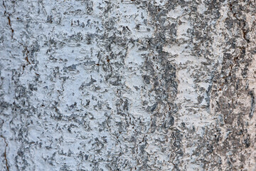 A fragment of tree bark covered with white paint 